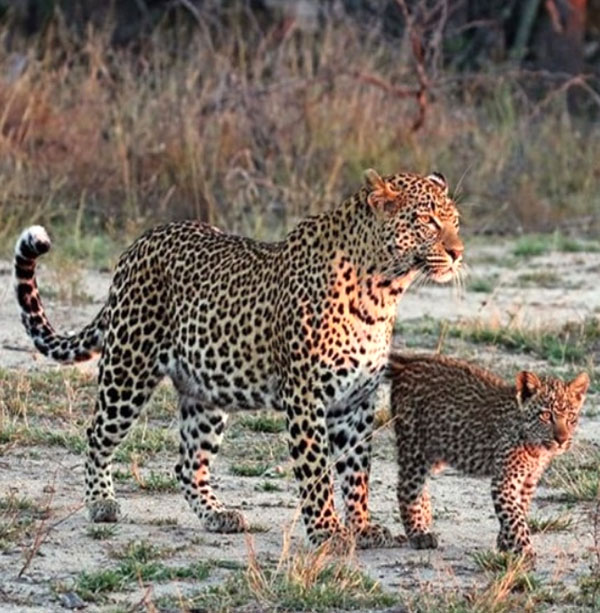 Jawai leopard safari in rajasthan