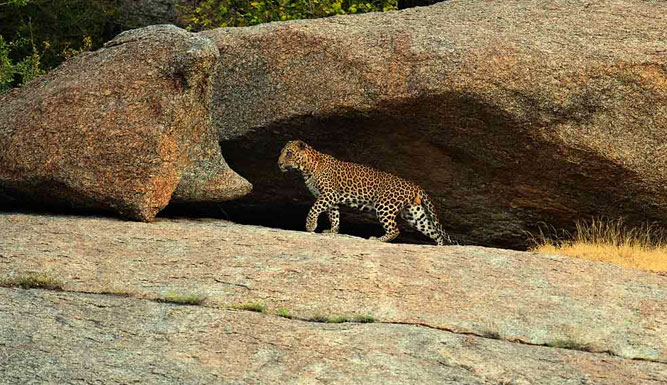 jawai leopards rajasthan