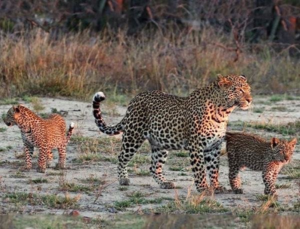 Jawai leopard safari timing